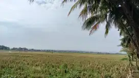 Di Jual  tanah sawah produktif