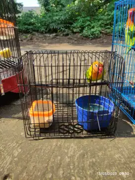 Lovebird biola green harian brisik include kandang kecil