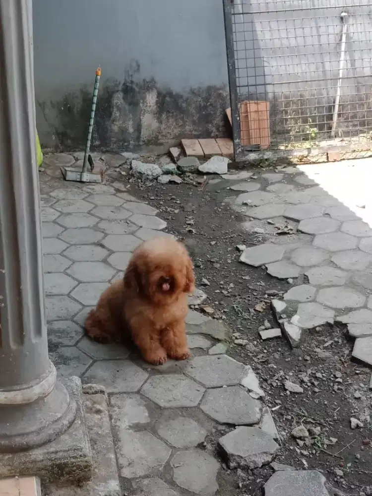 Penitipan anjing