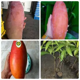 Bibit mangga red ivory.