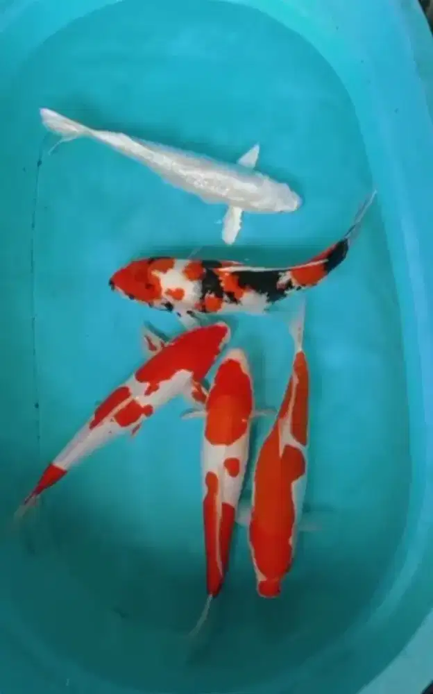 TERLARIS GRACIA KOI SEMUA UKURAN DAN JENIS IKAN KOI BERKUALITAS