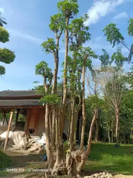Jual pohon pelindung/peneduh pohon pule