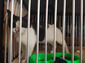 Munchkin betina