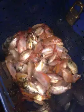 Bismillah jual benih ikan nila dan patin