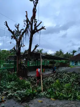 Jasa tebang dan rapikan pohon serta bersih rumput taman