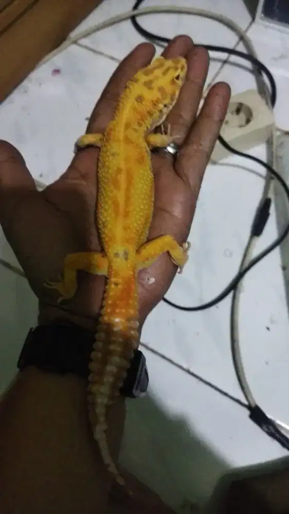 Gecko Tangrine Red stripe