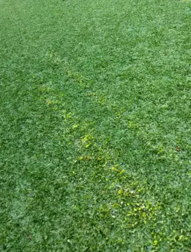 Rumput gajah mini