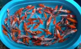 BIBIT IKAN KOI OPEN 24 JAM