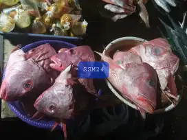 Terlaris Kepala Ikan Kakap Merah Konsumsi Bisa Dikirim Indonesia