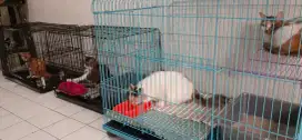 Penitipan Kucing