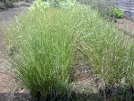 Rumput Vetiver - Akar Wangi - Penahan Erosi