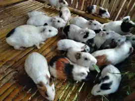 Free ongkir marmut peliharaan