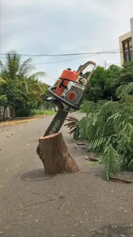 Jasa tebang pohon DKI jakarta
