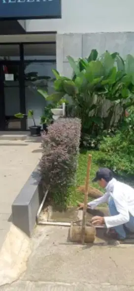 Perawatan taman baru dan taman lama bisa renovasi juga penanmn baru.