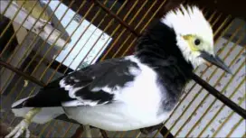 Burung jalak hongkong rawatan bahan