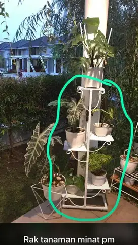 Jual bu rak tanaman hias putih