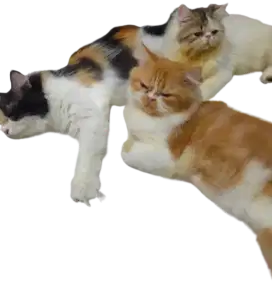 Jasa pacak kucing fleaknose