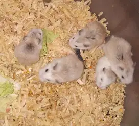 Hamster roborovski