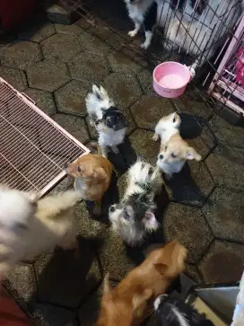 Anjing ras kecil dijual