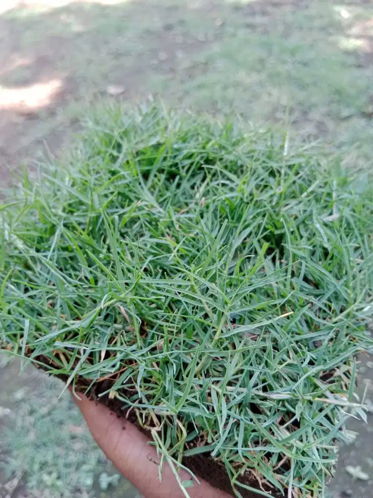 Jual rumput jepang Pasuruan per meter