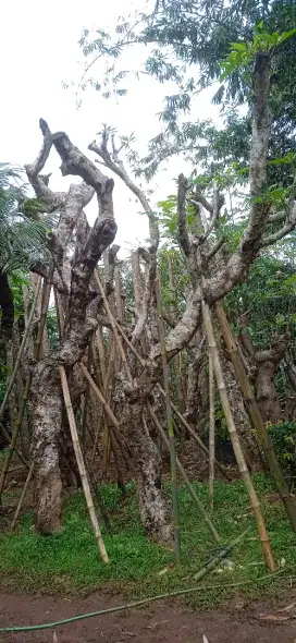 JUAL POHON KAMBOJA FOSIL MURAH