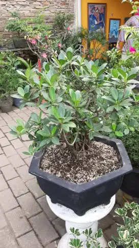 tanaman bonsai dan tanaman hias lainnya