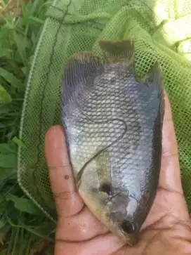 Jual bibit ikan gurame