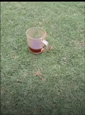Jual rumput golf