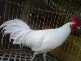 Ayam hias bekisar putih