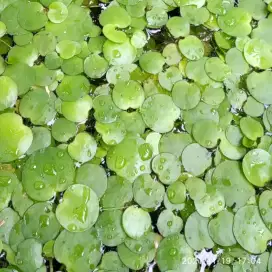 Tanaman air amazon frogbit