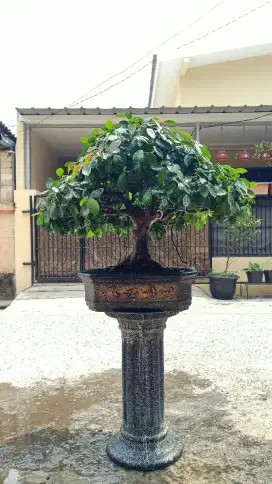 BONSAI BERINGIN IPRIK PUCUK MERAH