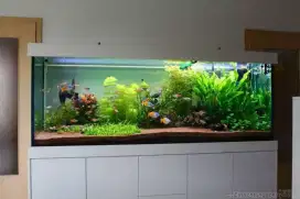 Bufet aquascef murah