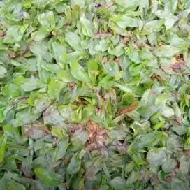 Rumput gajah mini daun halus