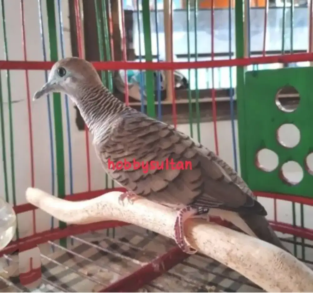 Burung perkutut Bangkok asli super Double ring