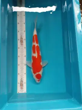 Ikan Koi Blitar Kohaku Maruten HQ