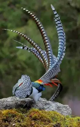 Ayam Lady Amherst Pheasant Dewasa Indukan