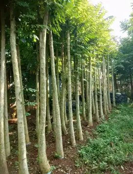 Pohon sepatudea tinggi 4-5 meter
