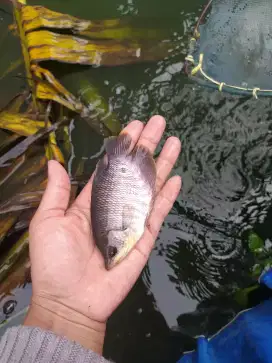 Jual bibit ikan gurame