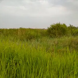 SAWAH PANTURA MURAH & STRATEGIS DEKAT JALAN PANTURA