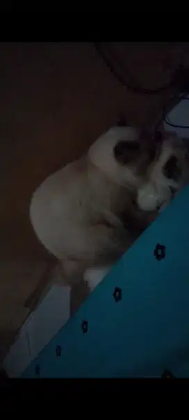 Jasa Pacak atau Kawin