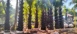 Pohon lontar batang 1,50 cm - pohon buah lontar
