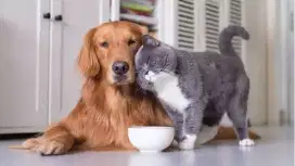 Jasa mandiin / grooming kucing& cat