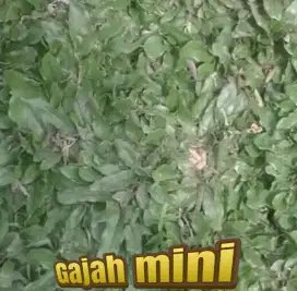 Distributor rumput taman medan sekitarnya