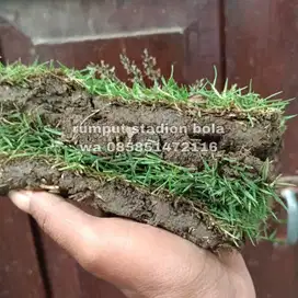 Harga Supplier Rumput Stadion Lapangan Zoysia Matrella Indramayu