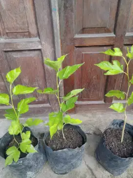 Tanaman buah murbei