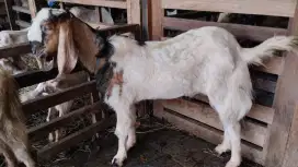 Menyediakan kambing/Domba Qurban