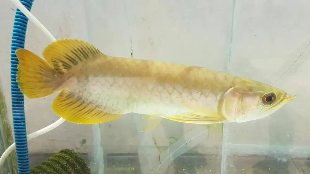 SUPER RED ASLI KALIMANTAN ORIGINAL