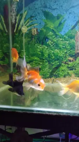 Full set ikan mas koki 3 ekor plus aquarium+talang 1 susun+pompa