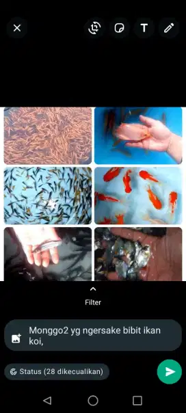 Jual bibit ikan koi,nila,bawal, patin,gurame,lele,tombro,terapi,belut