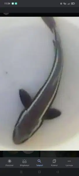 Bibit ikan cobia